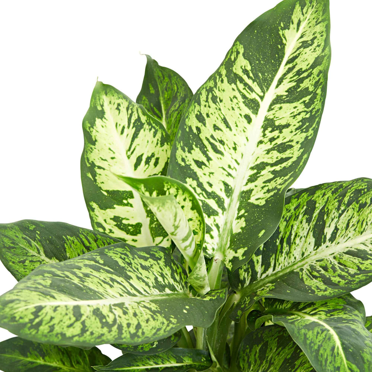 Dieffenbachia 'Sublime' - Dieffenbachia sublime - Bakker