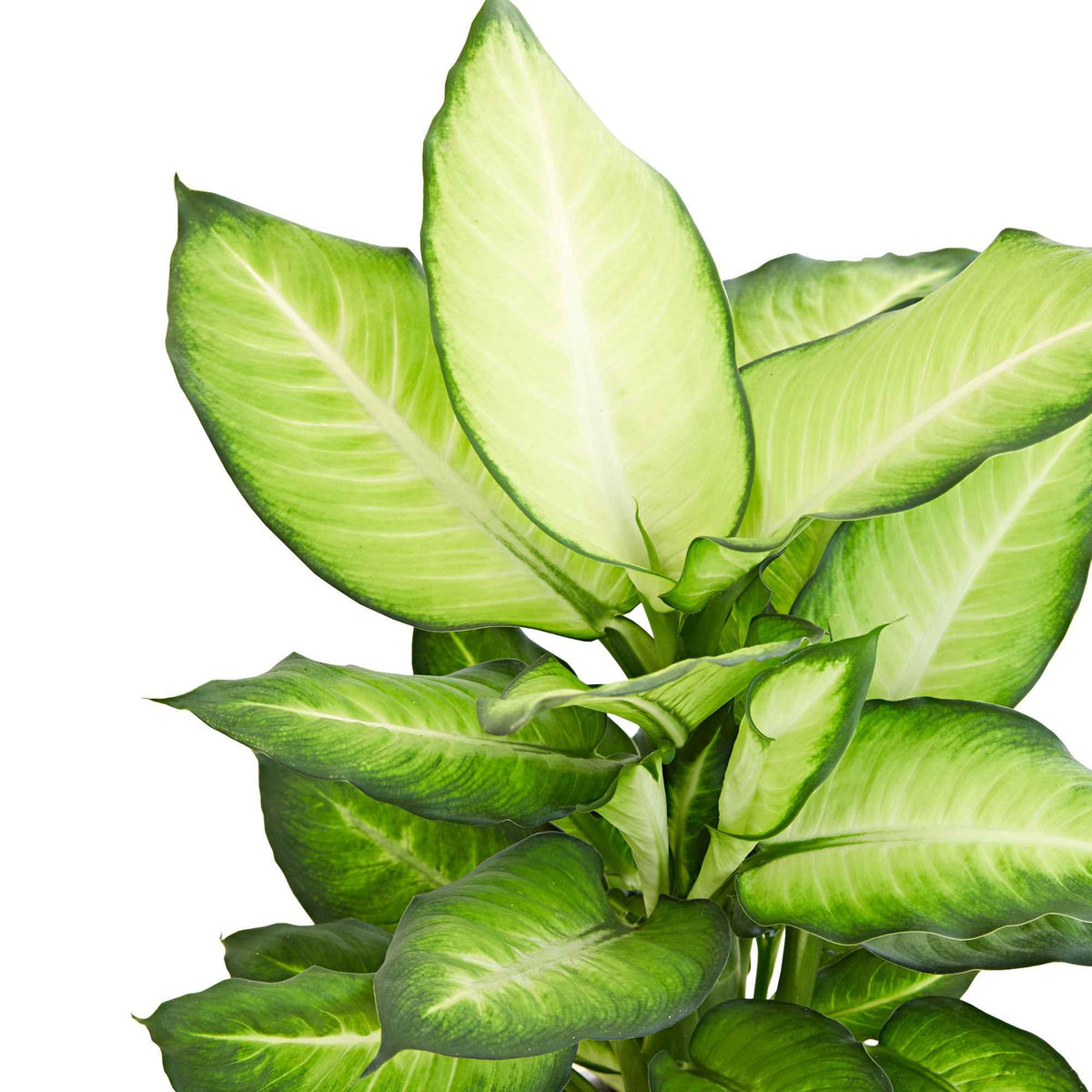 Dieffenbachia 'Summer Style' - Dieffenbachia summer style - Bakker