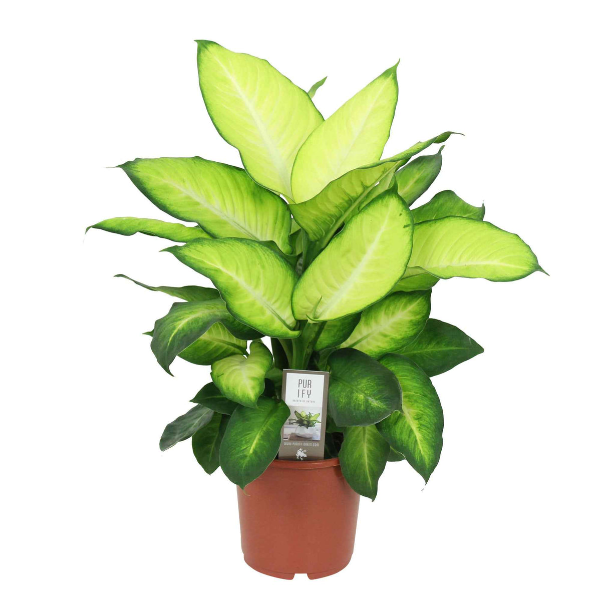 Dieffenbachia summer style - Dieffenbachia 'Summer Style' - Dieffenbachia