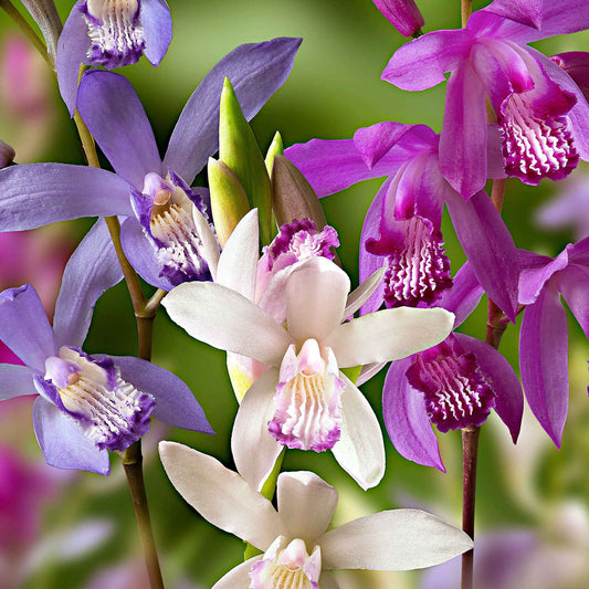 3 Orchidées Jacinthes en mélange - Bakker