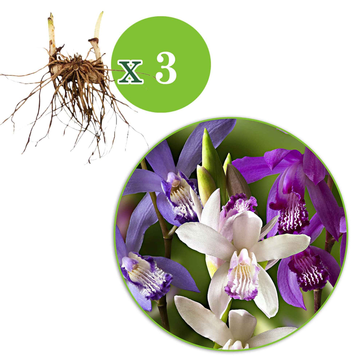 3 Orchidées Jacinthes en mélange - Bletilla kuchibeni, blue dragon, striata - Bakker