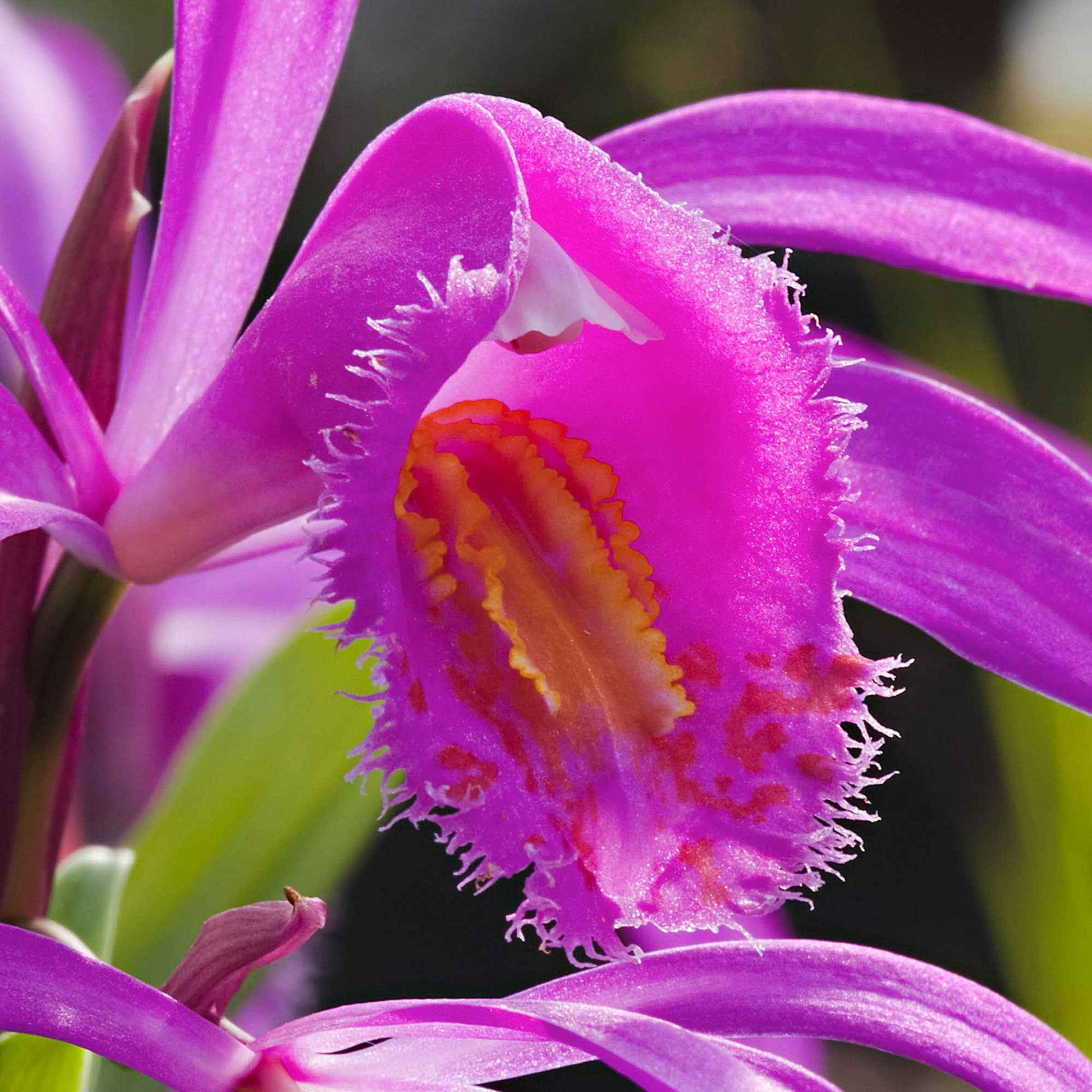 Orchidée-jacinthe - Bulbes pour naturalisation