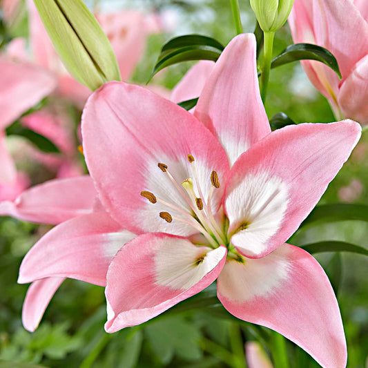 Lys asiatique 'Levi' - Bakker