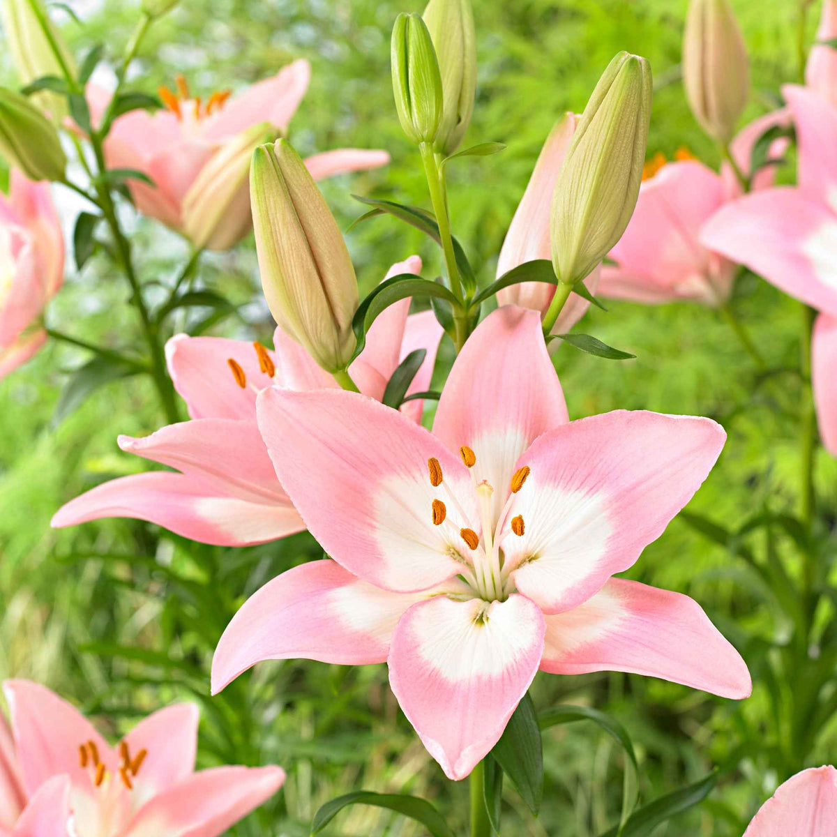 Lys asiatique 'Levi' - Lilium 'levi' - Bakker