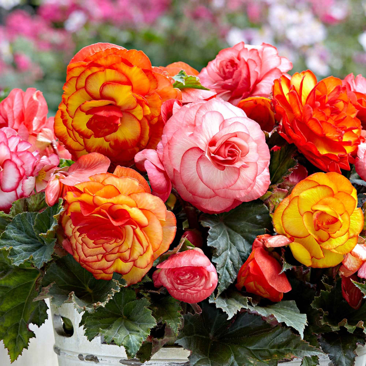 5 Bégonias Picotée Golden Balcony - Bakker