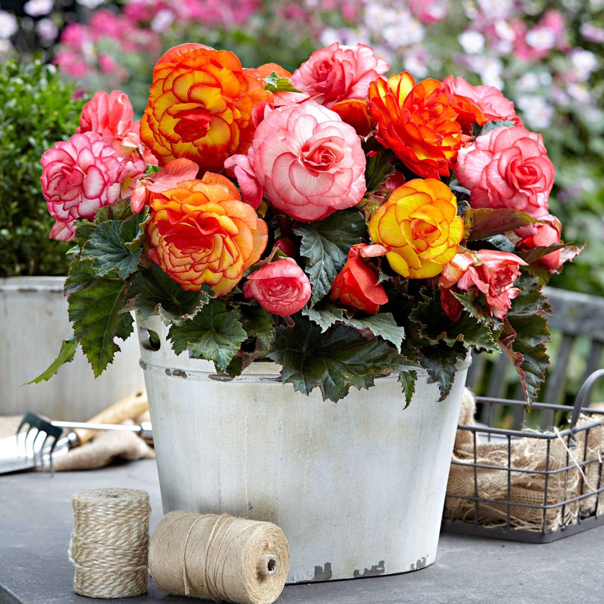 Bégonia à fleurs doubles - Mélange 'Picotee' - Bulbes de fleurs pour la terrasse et le balcon