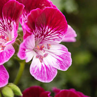 3x Géranium Pelargonium 'Tip Top Duet' rouge-rose-blanc - Fleurs d'été
