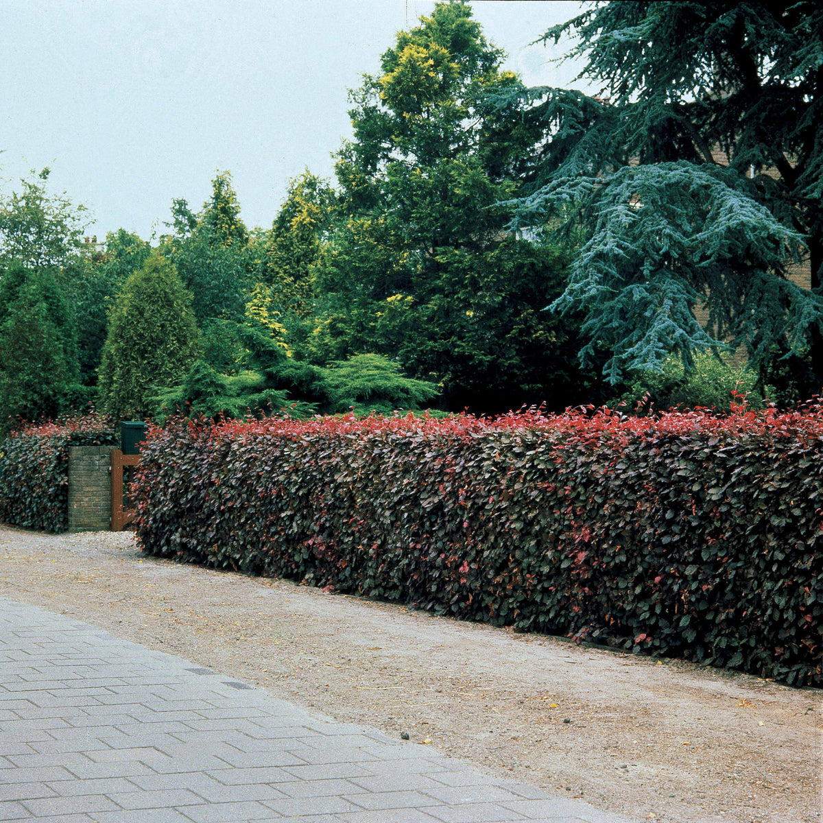Hêtre commun pourpre - Fagus sylvatica purpurea - Bakker
