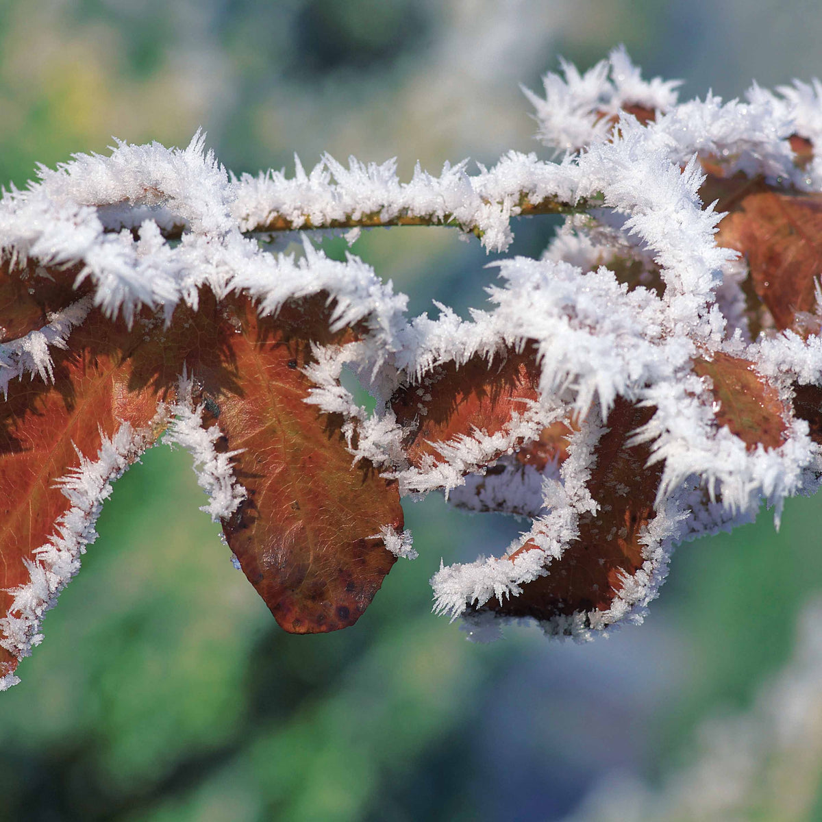 Vente Hêtre commun pourpre - Fagus sylvatica purpurea