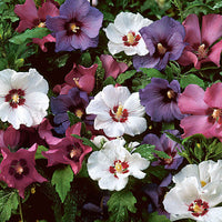Hibiscus tricolore - Arbustes