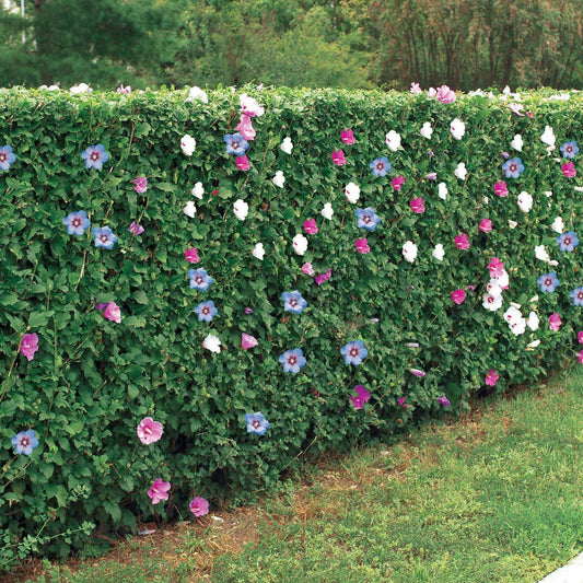 Bakker - Haie de 5 Hibiscus de jardin - Hibiscus syriacus - Arbustes fleuris