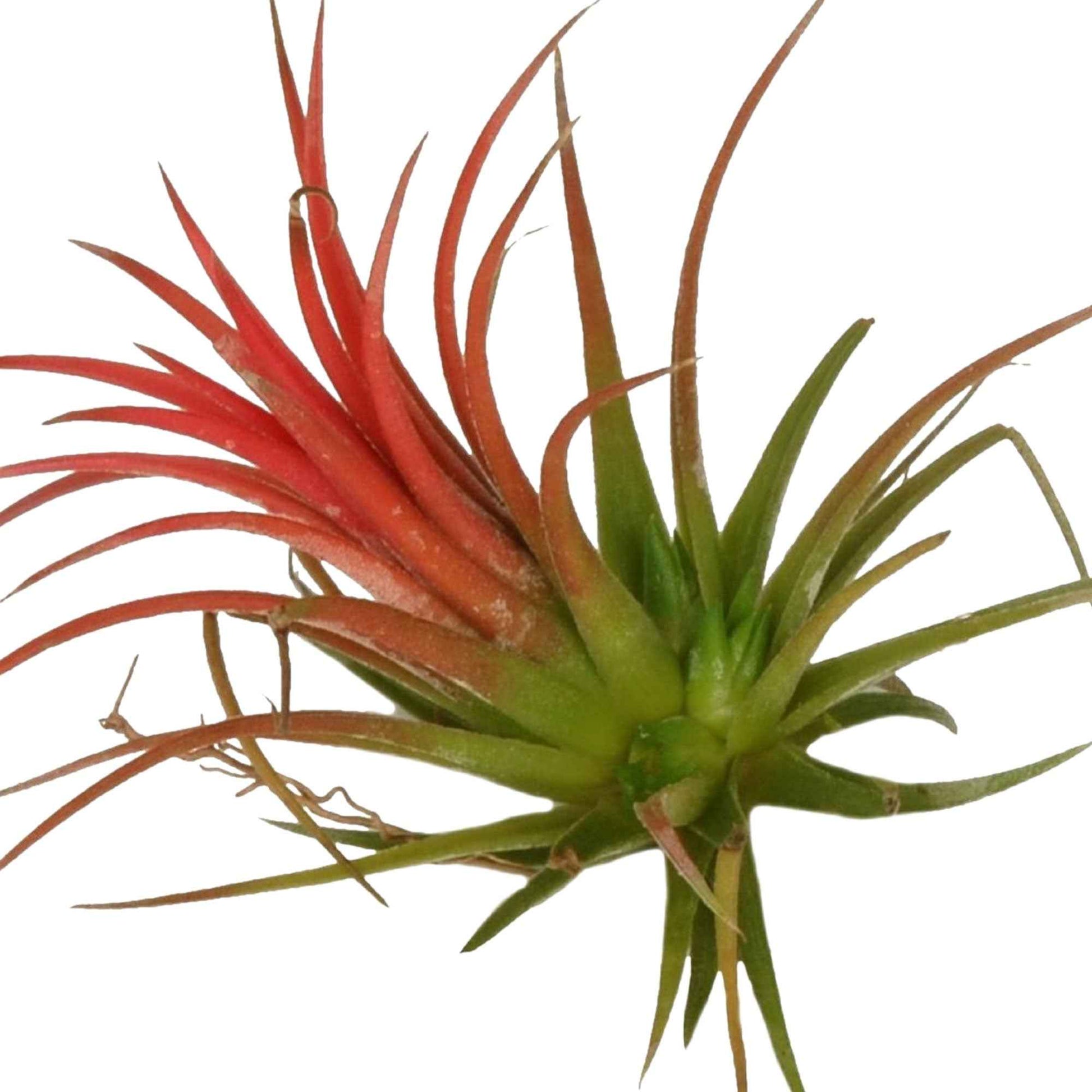 Bromélia Tillandsia ionantha Rouge - 1x hauteur de livraison 10-20 cm - Bromélia - undefined