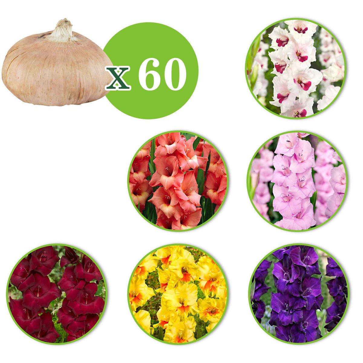 Gladiolus 'Back Surprise', 'Fiorentina', 'Jessica', 'Maxial', 'Orleans', 'Purple Flora' - 60 Glaïeuls en mélange - Bulbes de Glaïeul