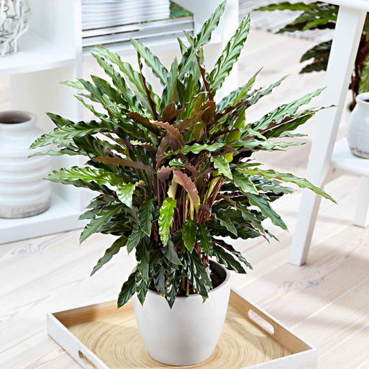 Calathea 'Elger Grass' - Bakker