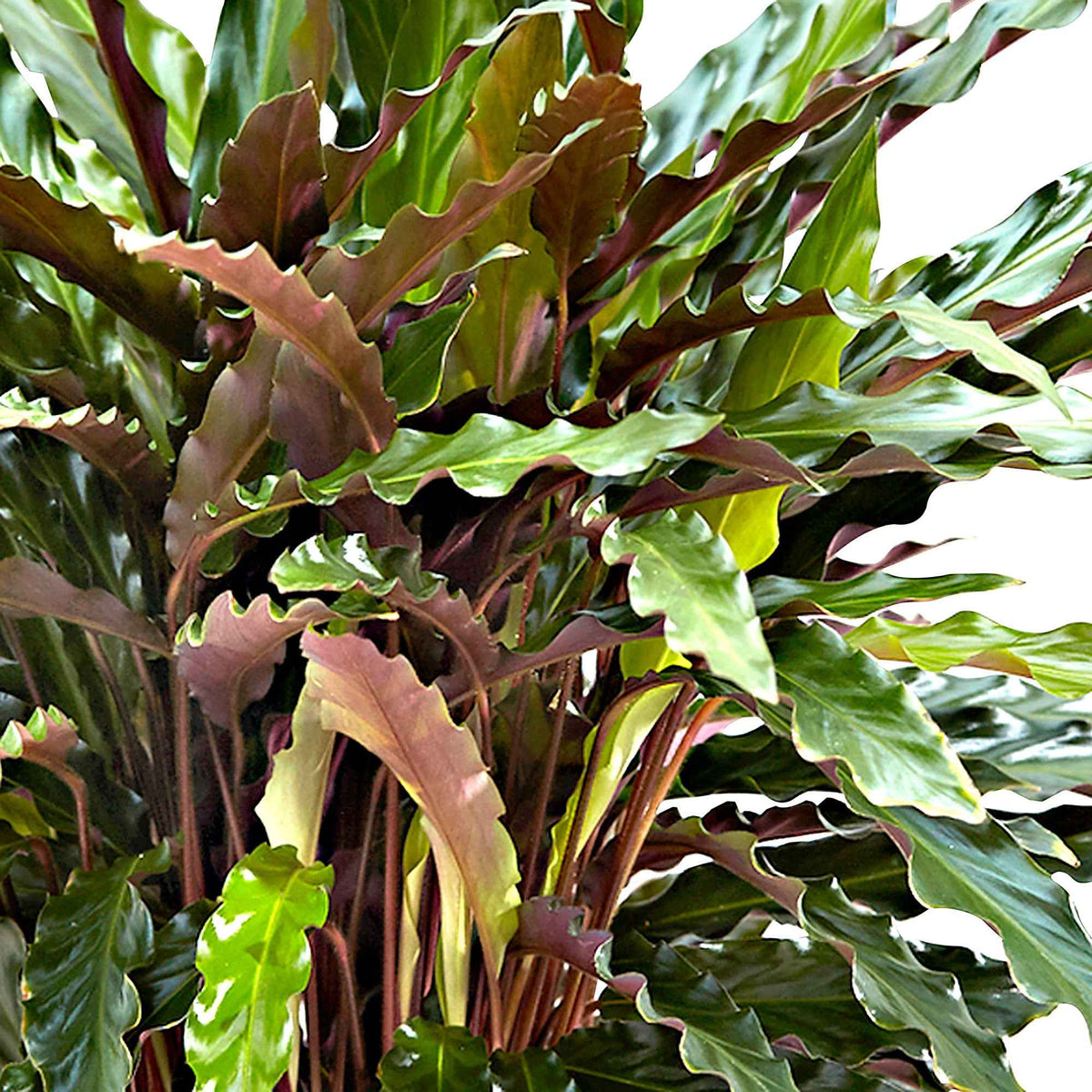 Calathea 'Elger Grass' - Calathea rufibarba elger grass - Bakker