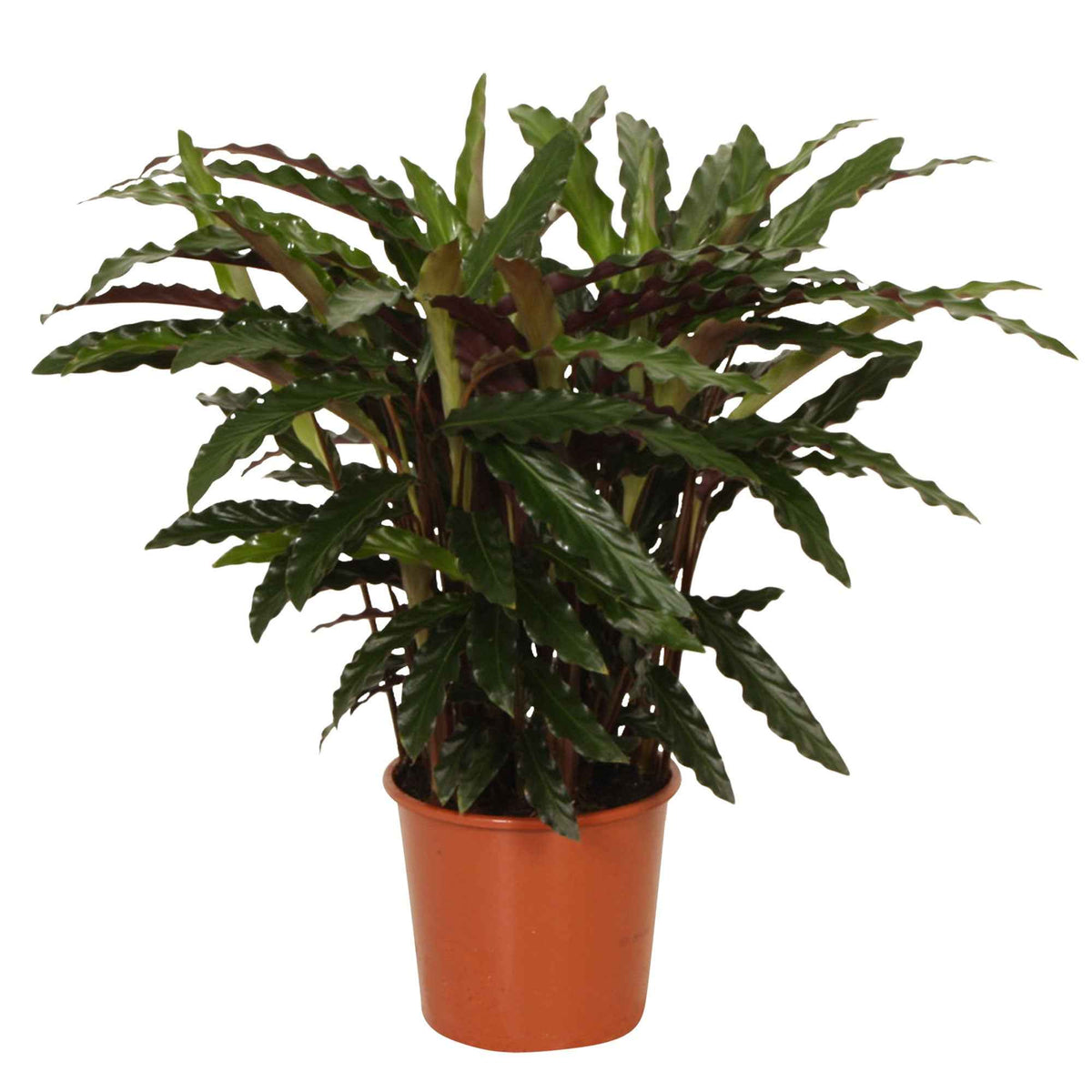 Calathea rufibarba elger grass - Calathea 'Elger Grass' - Calathea