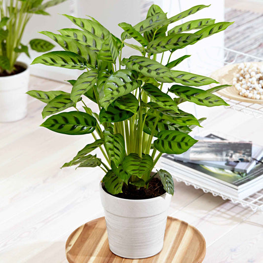 Calathea leopardina - Bakker