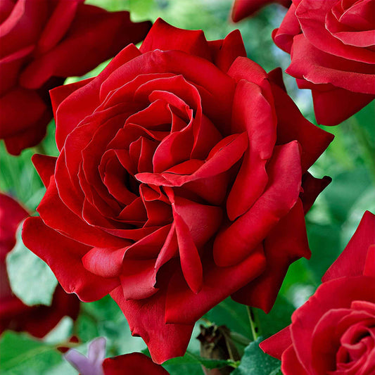 Rosier à grandes fleurs 'Dame de Coeur' - Bakker