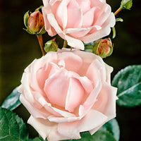 Rosier Rosa 'New Dawn'® Rose-Multicolore - Caractéristiques des plantes