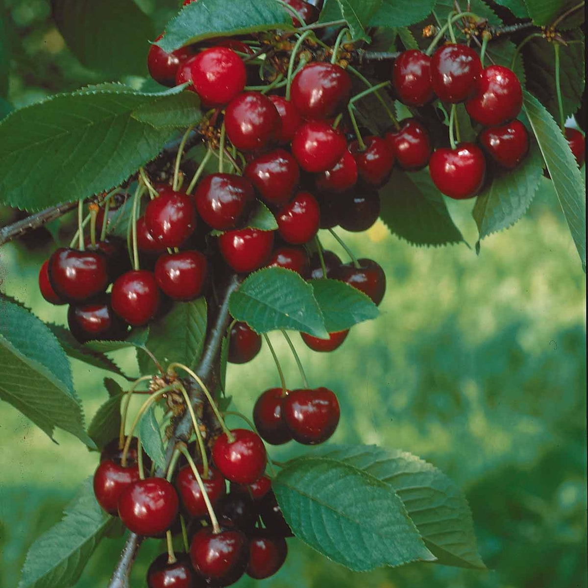 Prunus avium Sylvia - Cerisier nain 'Sylvia' - Cerisiers