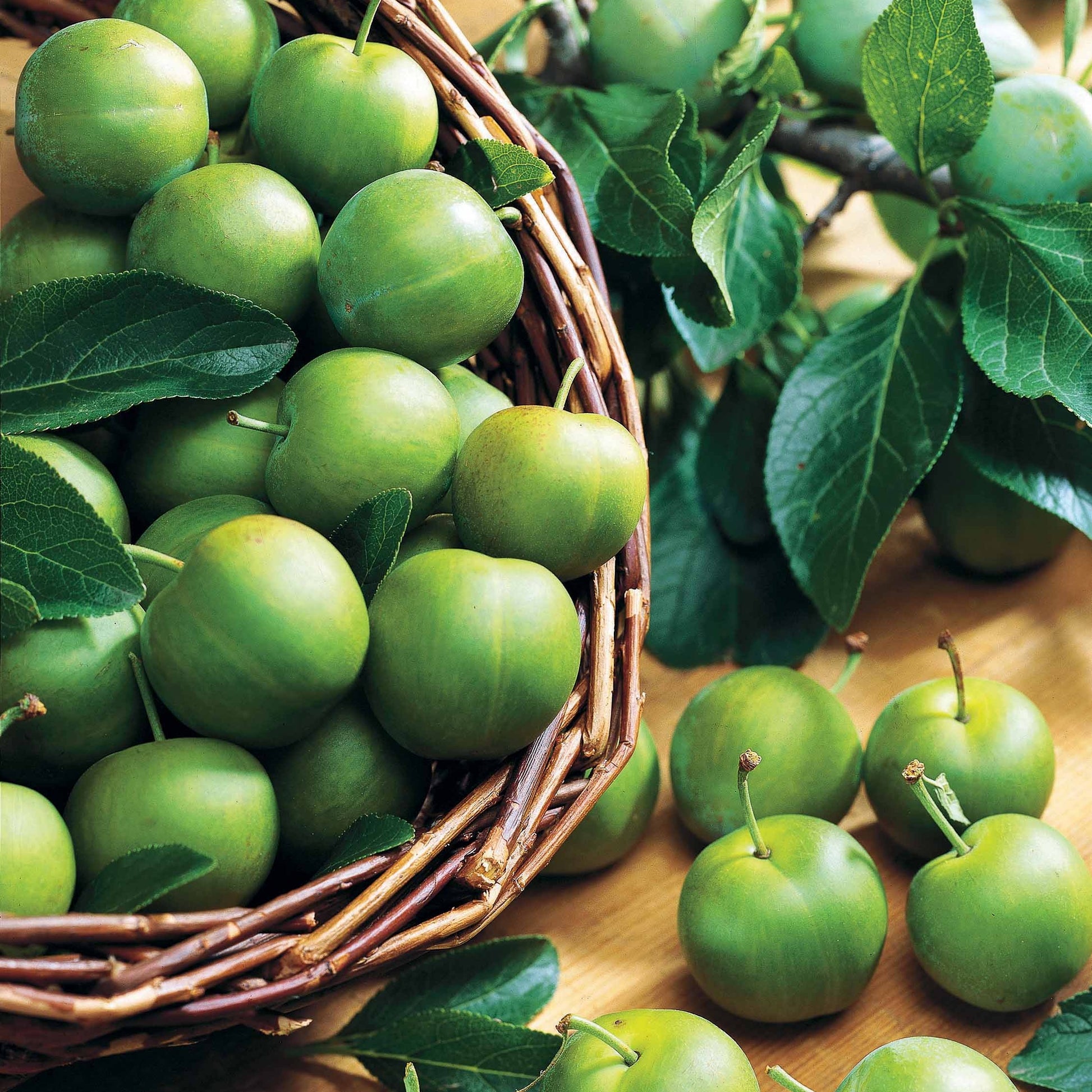 Prunier Reine-Claude Verte - Bakker