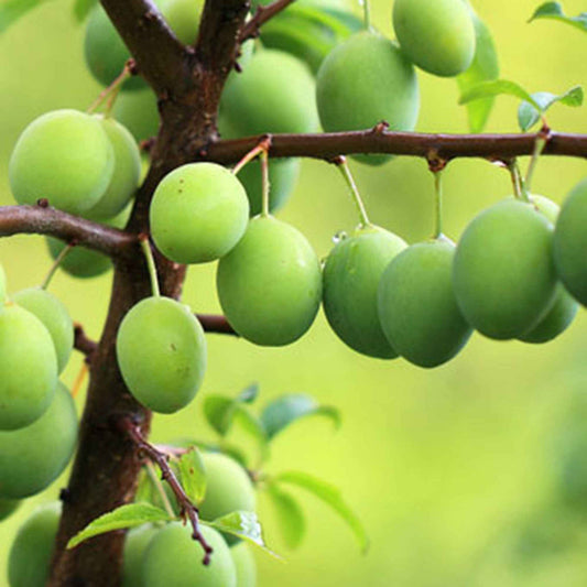 Prunier Prunus domestica 'Reine-claude Vert' - Bio - Caractéristiques des plantes