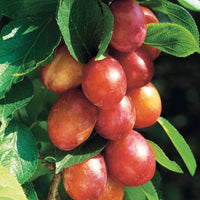 Pruniers - Prunier 'Victoria' - Prunus domestica Reine Victoria