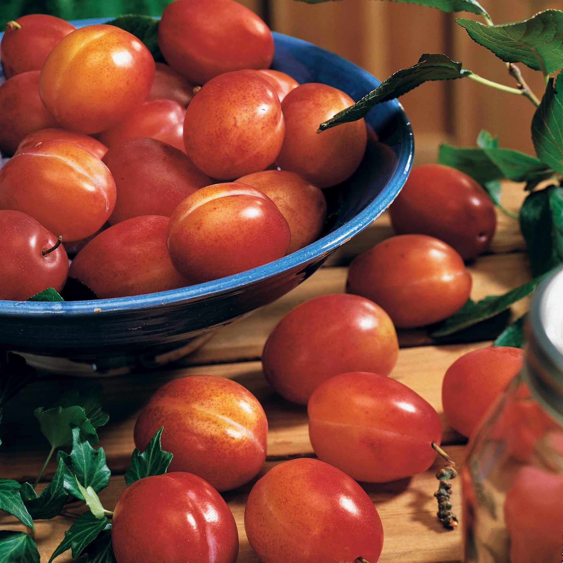 Vente Prunier 'Victoria' - Prunus domestica Reine Victoria