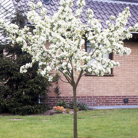 Poiriers - Poirier 'Williams' - Pyrus communis William's ('bon chrétien')