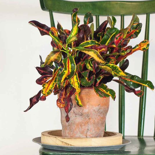 Croton Codiaeum 'Mammi' - Bakker