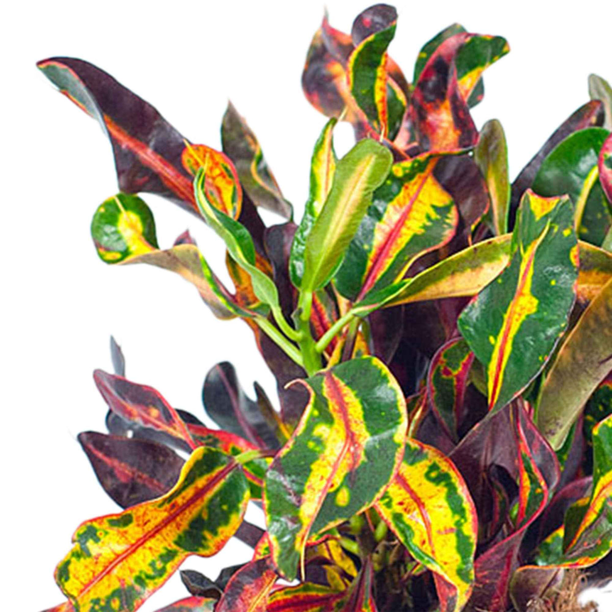 Croton Codiaeum 'Mammi' - Codiaeum variegatum mammi - Bakker