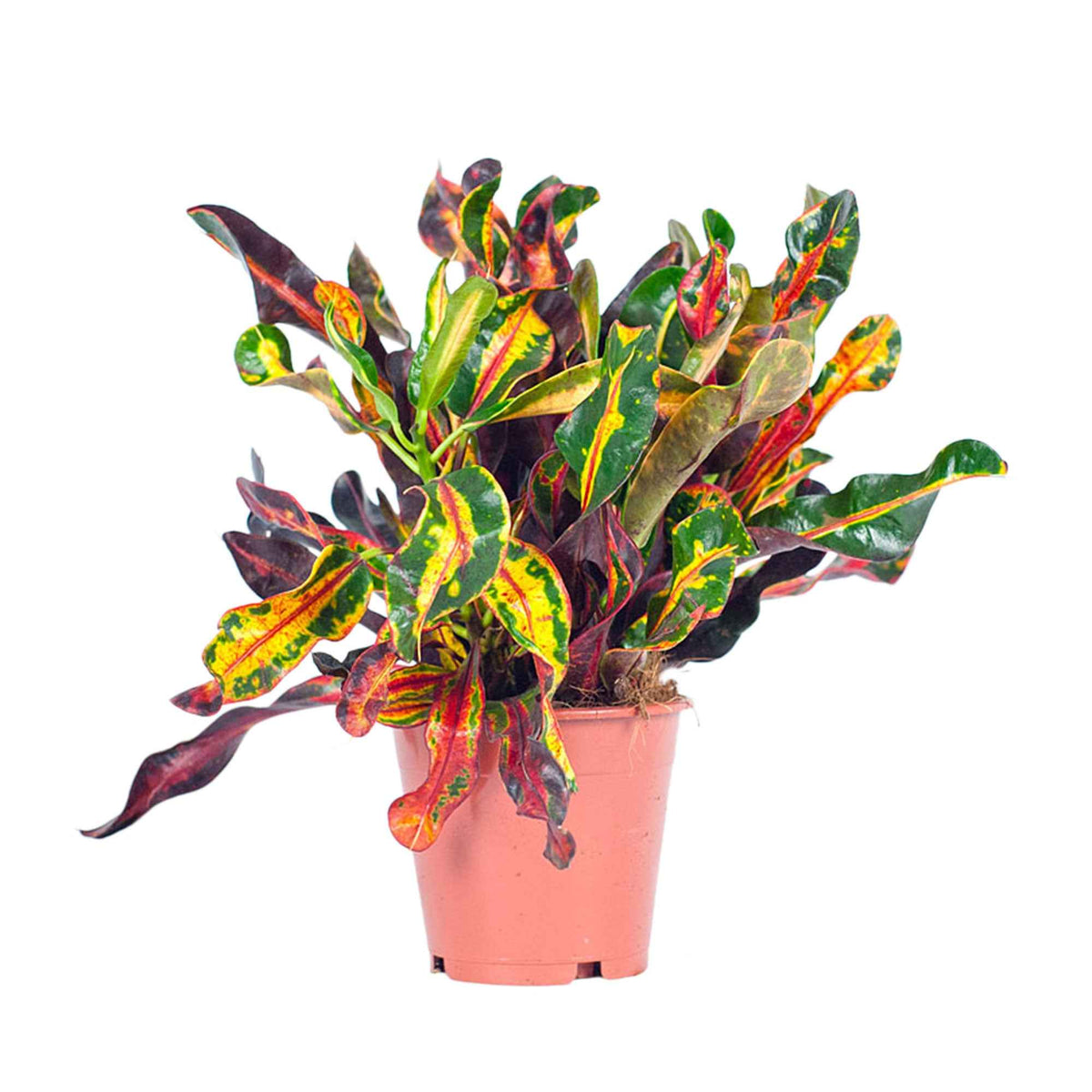 Codiaeum variegatum mammi - Croton Codiaeum 'Mammi' - Plantes vertes d'intérieur