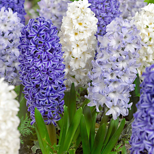 9 Jacinthes Harmonie blanches et bleues en mélange - Bakker