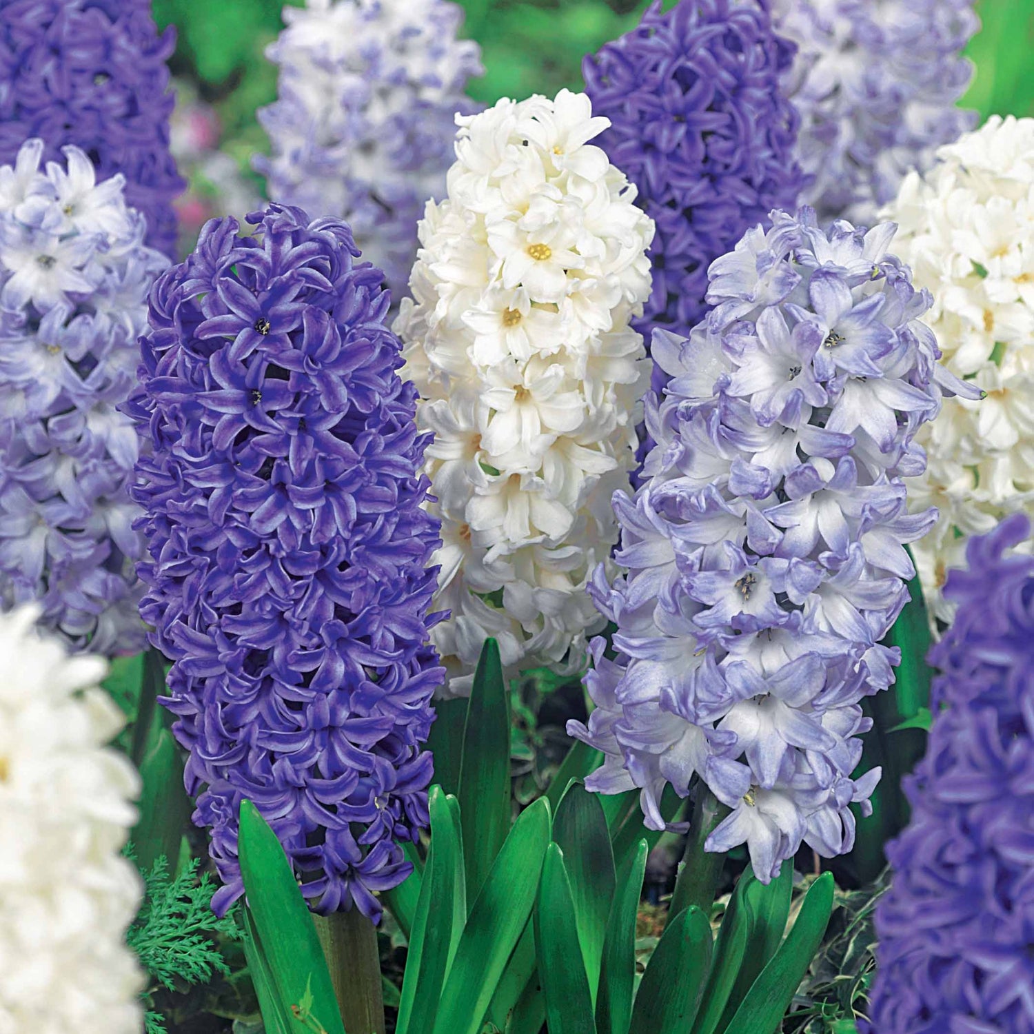 Bulbes attirant les abeilles et les papillons