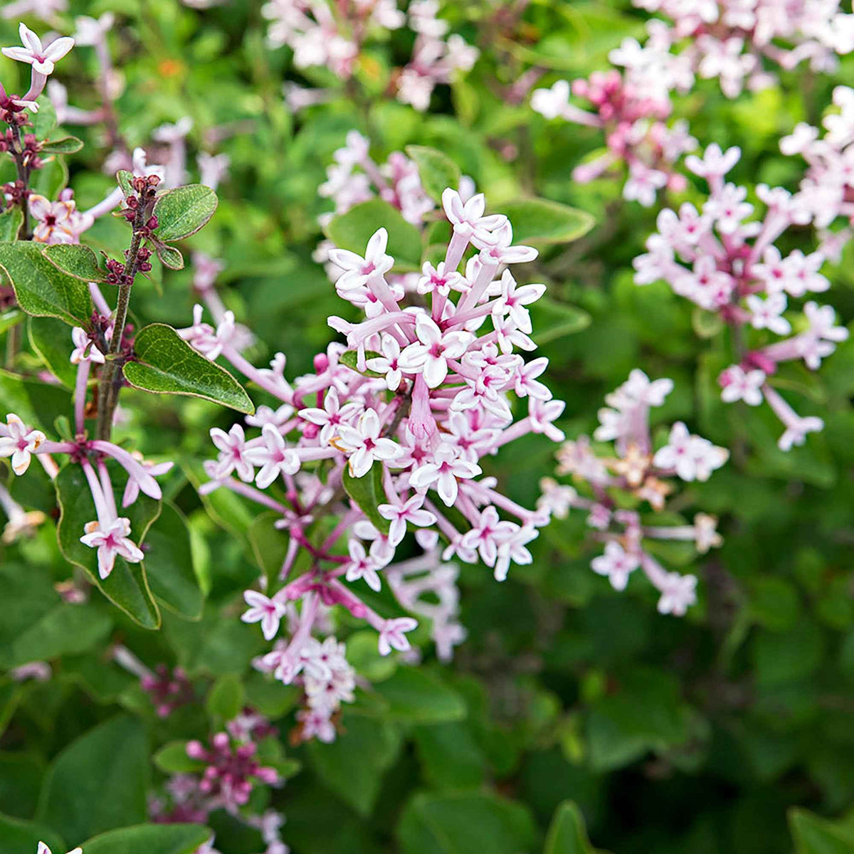 Lilas nain de Corée 'Pink Parfume' - Syringa bloomerang ® Pink Perfume - Bakker