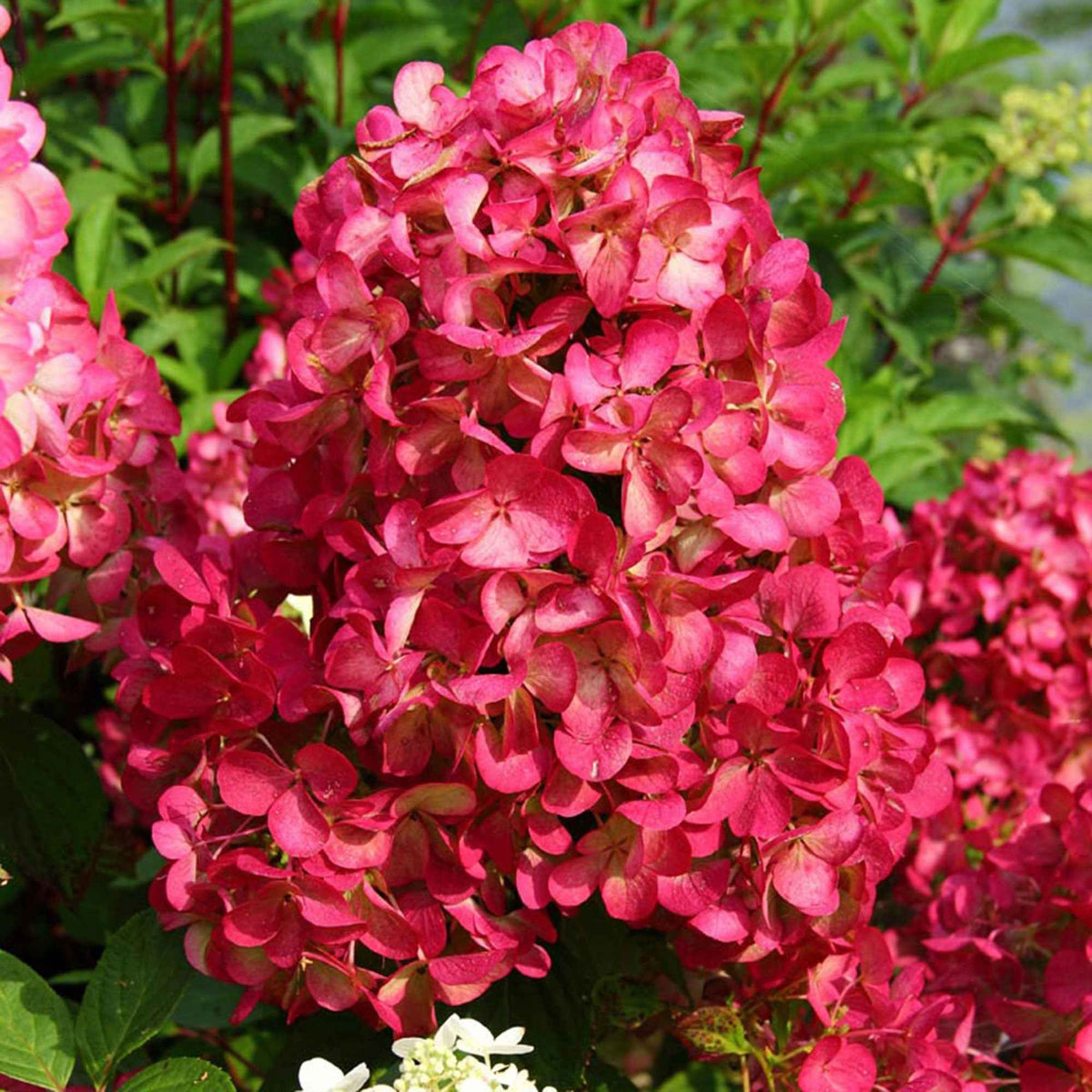 Hydrangea paniculata Diamant Rouge® 'rendia' - Bakker
