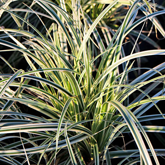 Laîche d'Oshima 'Everest' - Laîche - Carex