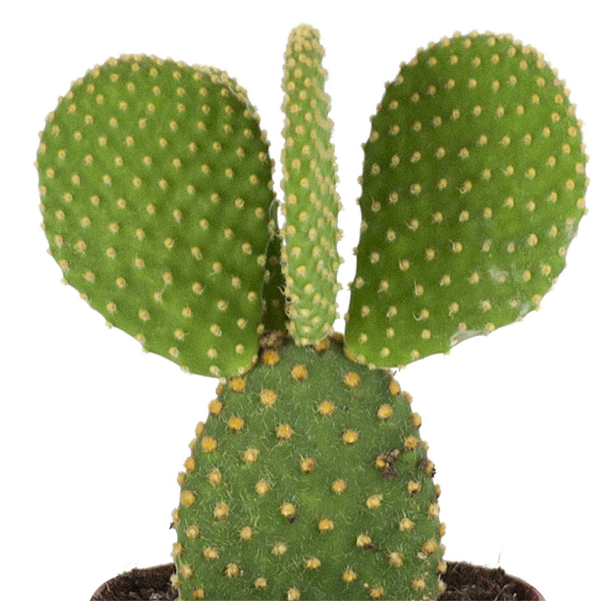 Cactus raquettes Opuntia microdays - Petites plantes d'intérieur