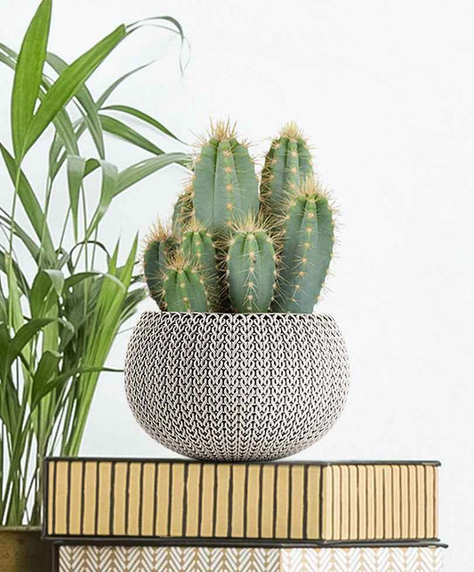 Cactus Pilosocereus Azureus - Bakker