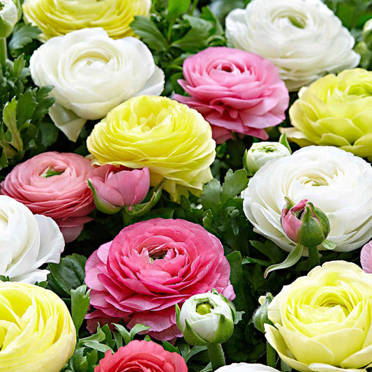 30 Renoncules pastel jaune, blanc, rose en mélange - Bakker
