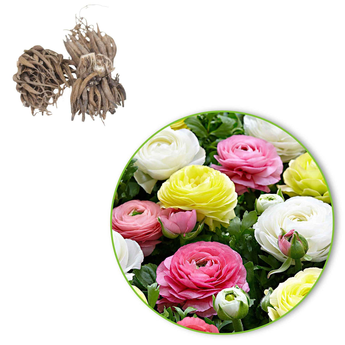 30 Renoncules pastel jaune, blanc, rose en mélange - Ranunculus - Bakker