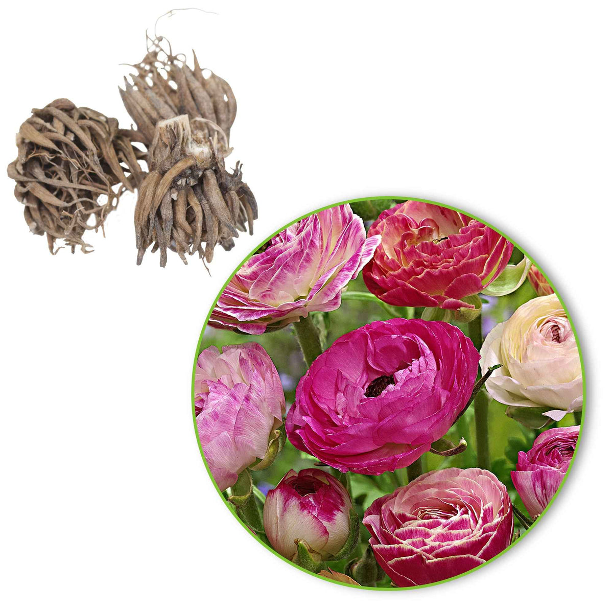15 Renoncules à fleurs doubles Peony Blend en mélange - Ranunculus asiaticus 'Peony blend' - Bakker