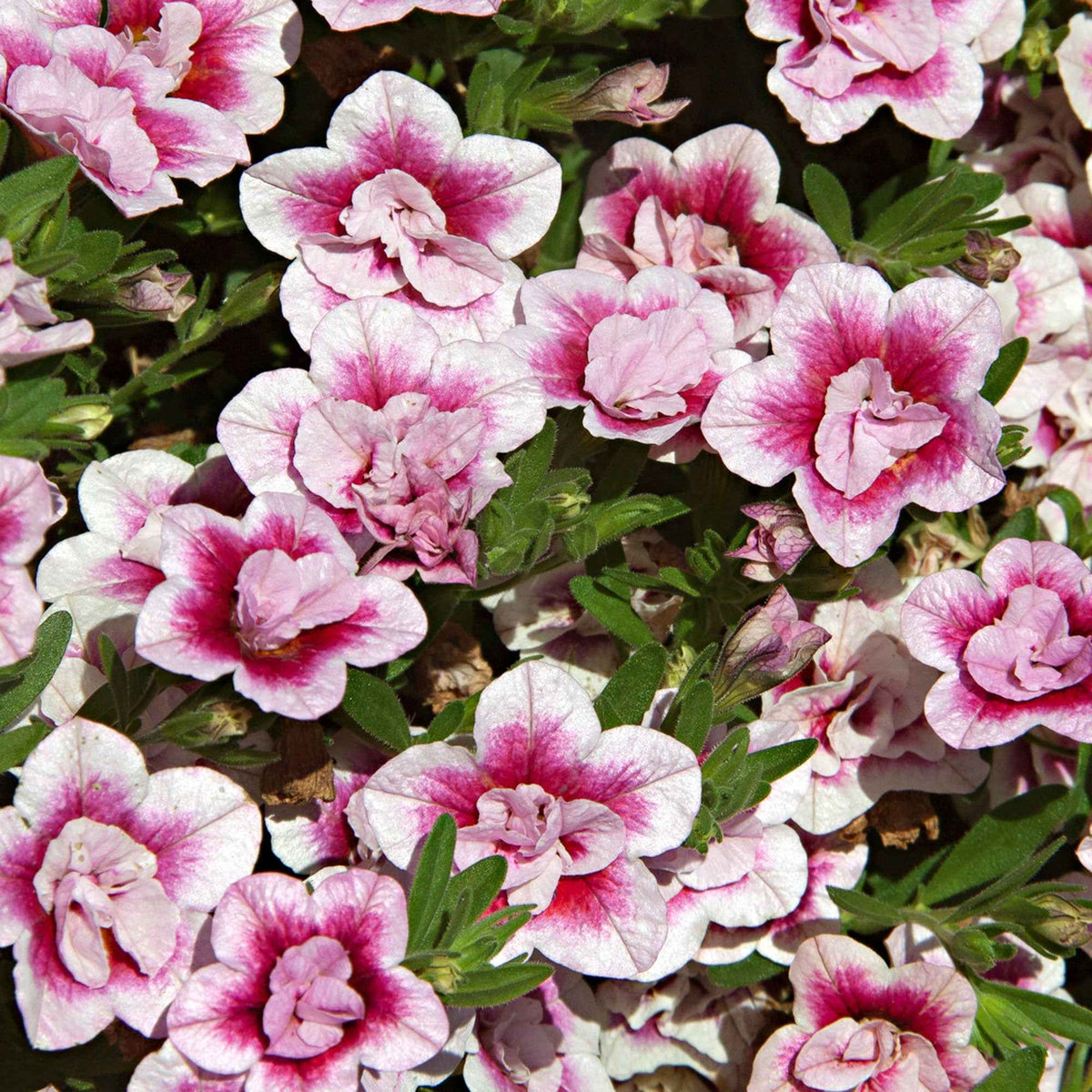 3 Calibrachoas PinkTastic - Calibrachoa hybride pinktastic - Bakker