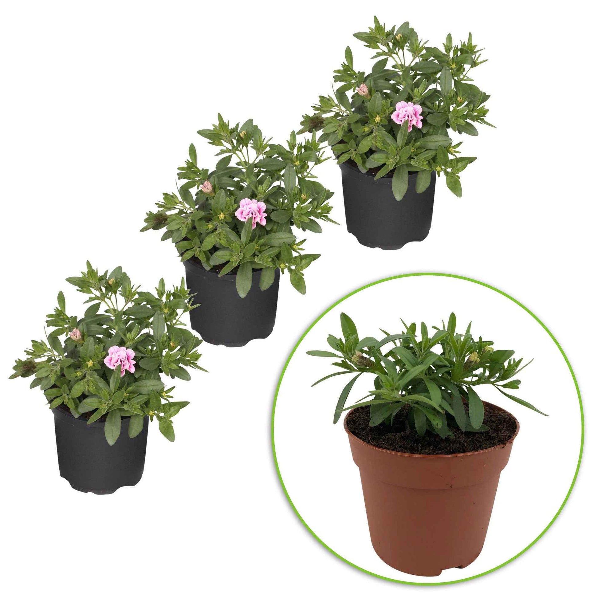 Calibrachoa MiniFamous Double Pinktastic - Mini-pétunia double - le paquet de 3 - Caractéristiques des plantes - undefined