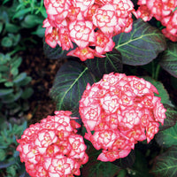 Vente Hortensia 'Miss Saori' - Hydrangea macrophylla miss saori (h2002)