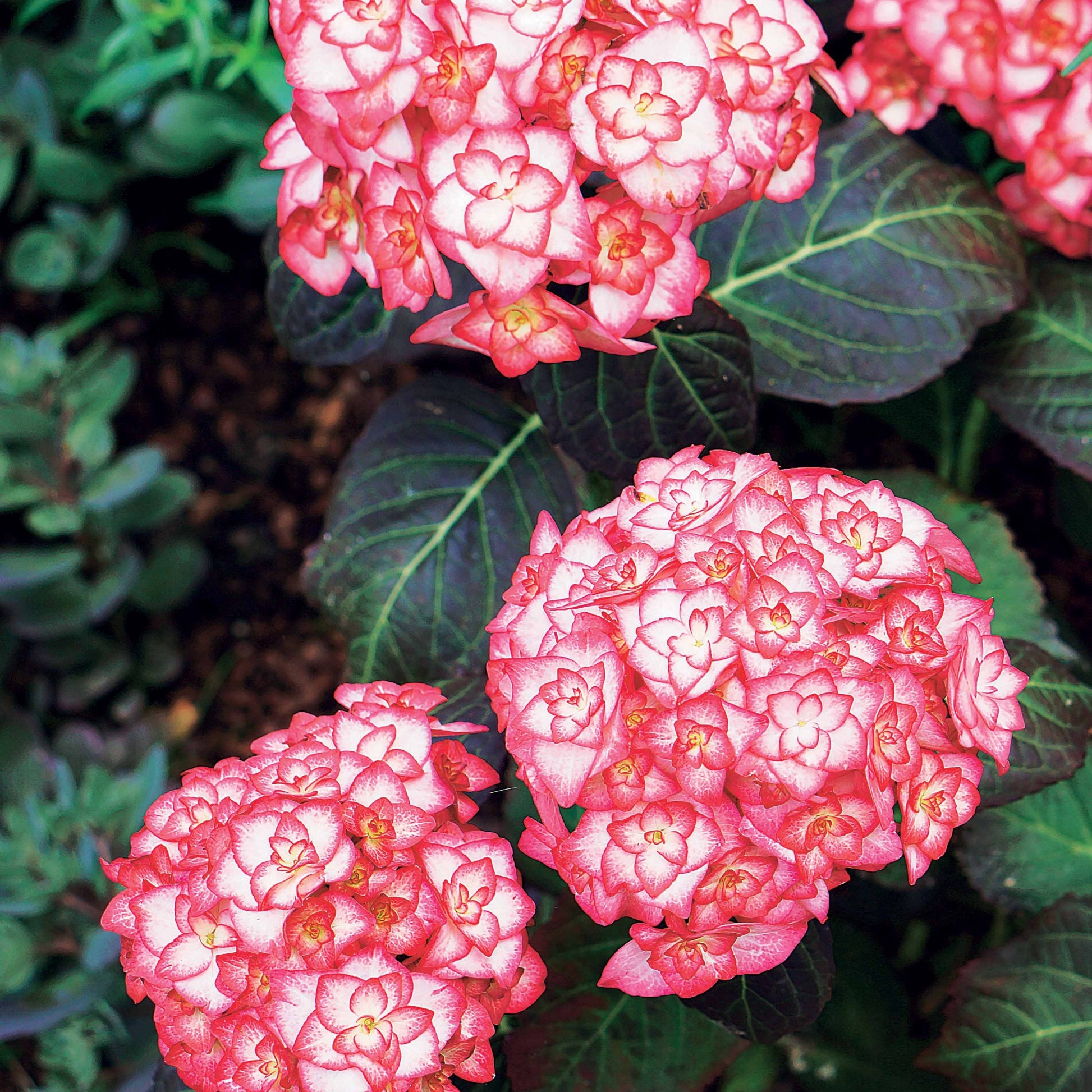 Vente Hortensia 'Miss Saori' - Hydrangea macrophylla miss saori (h2002)