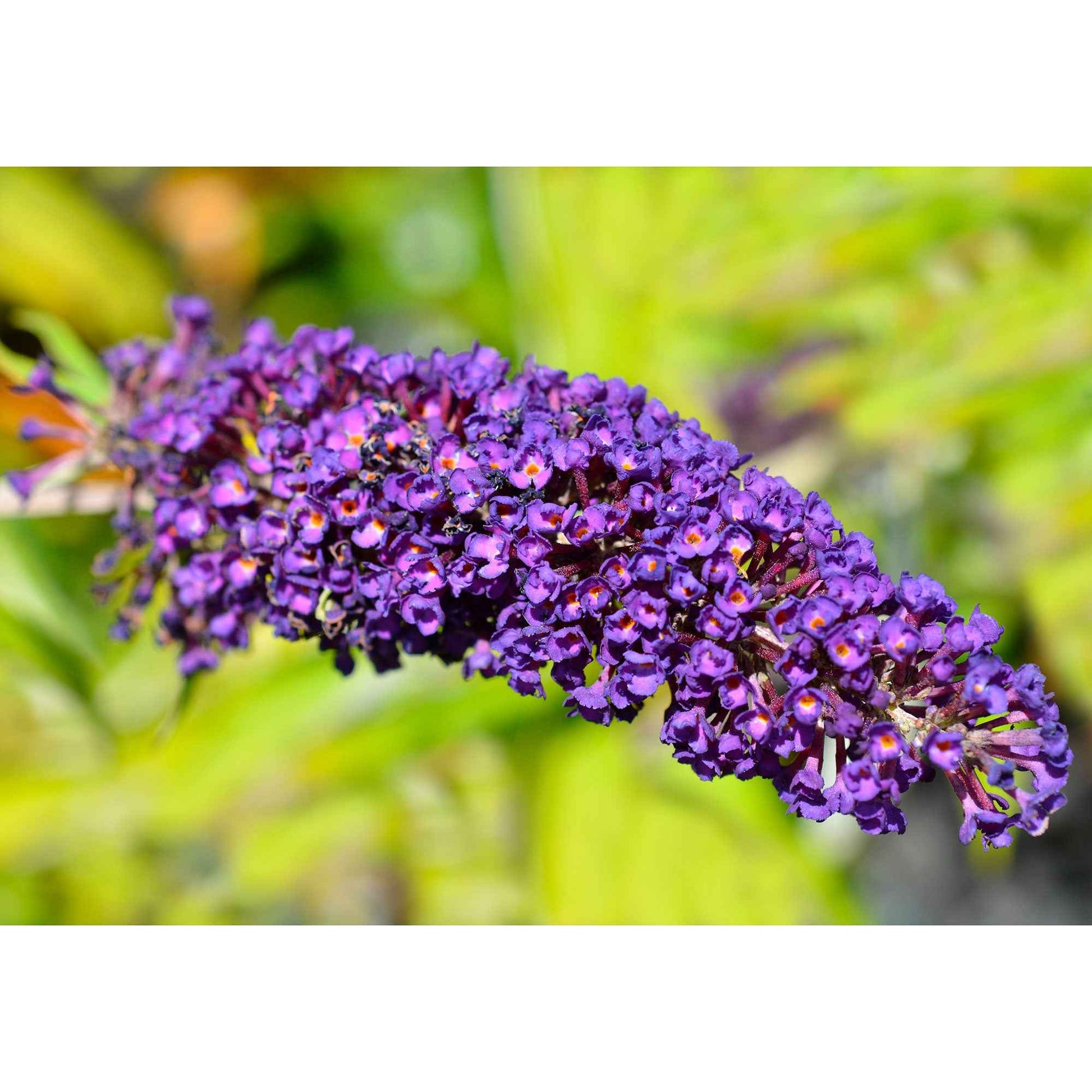 Arbre à papillons 'Empire Blue' sur tige - Arbustes fleuris