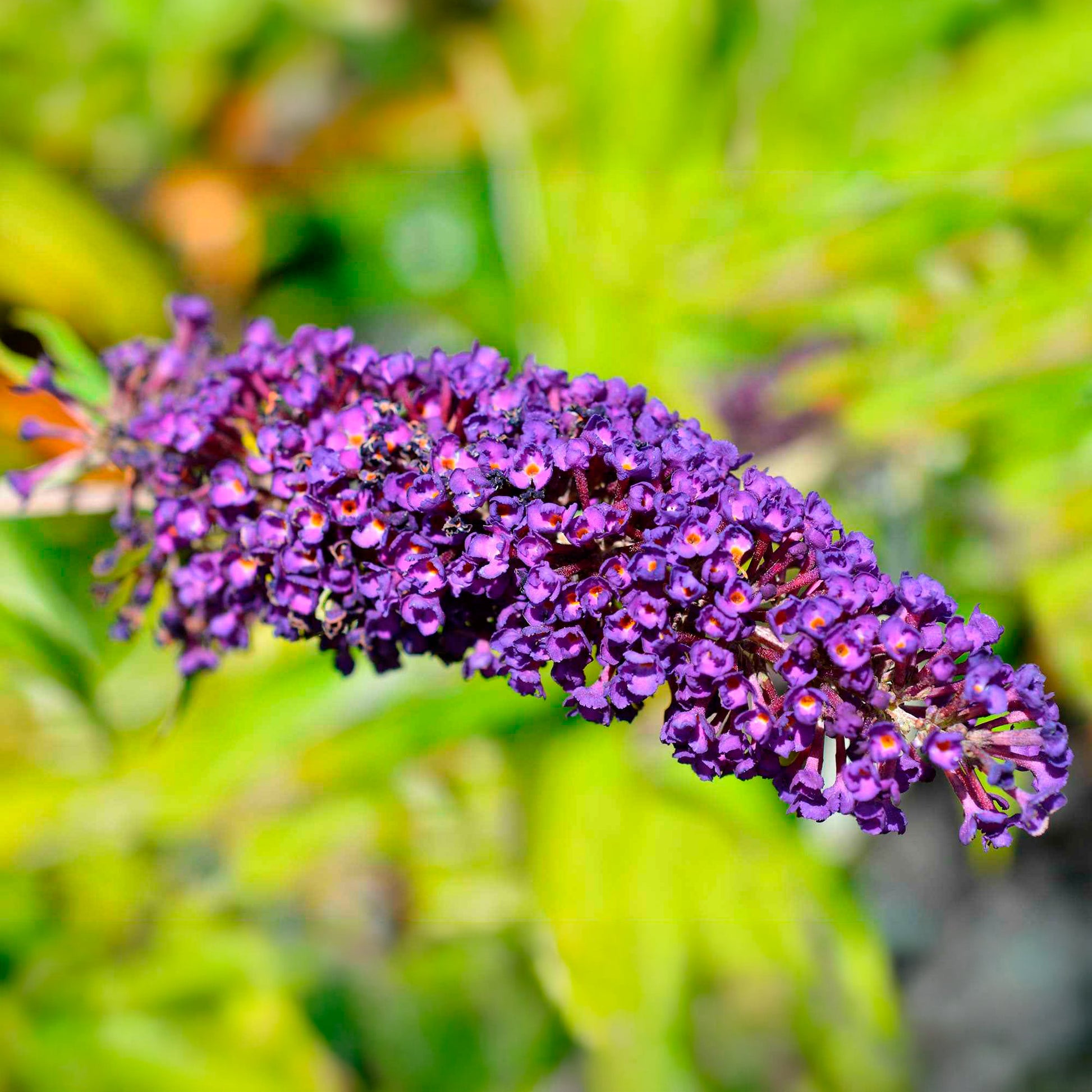 Arbre à papillons - Buddleja davidii Empire Blue - Bakker