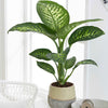 Dieffenbachia 'Tropic Snow' - Plantes d'intérieur