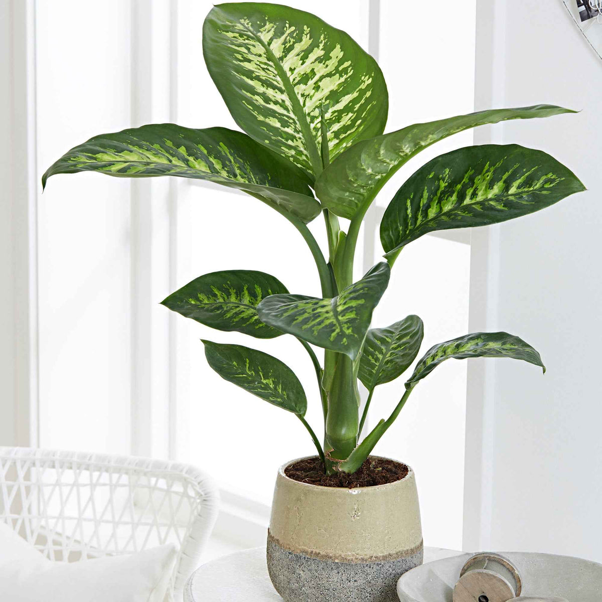 Dieffenbachia 'Tropic Snow' - Dieffenbachia Tropic Snow - Bakker
